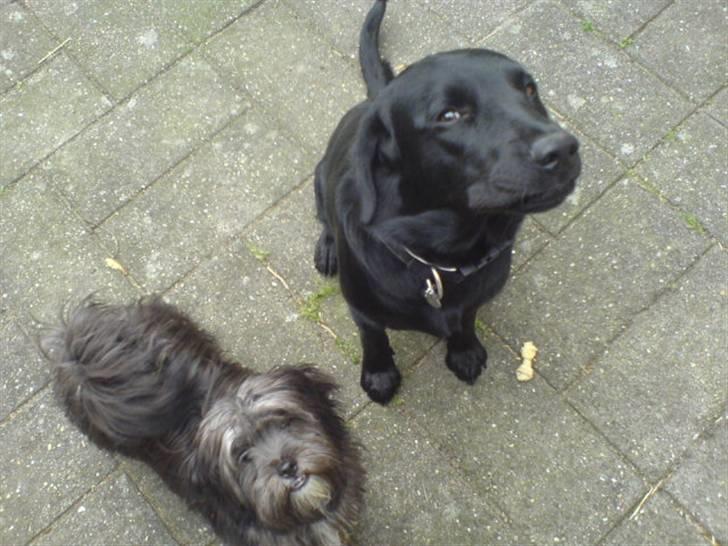 Blanding af racer LhasaPoo -  Frk. Poco billede 19