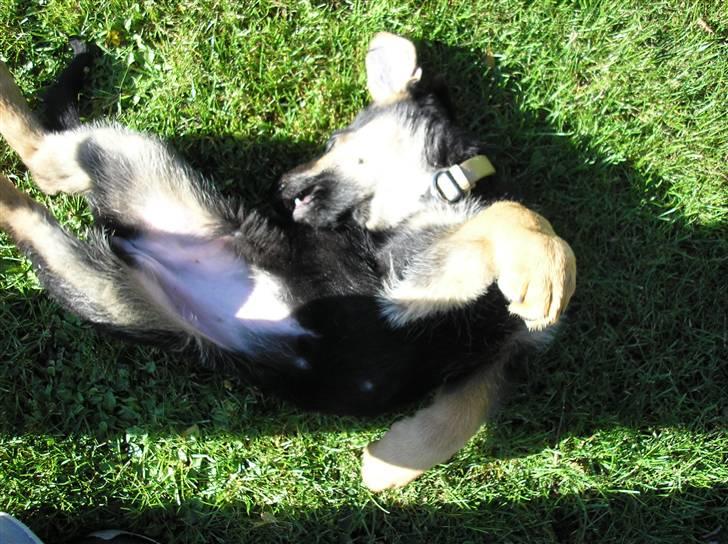 Schæferhund Zika - Skøn med noget sol billede 3