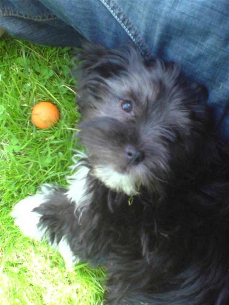 Blanding af racer LhasaPoo -  Frk. Poco billede 20