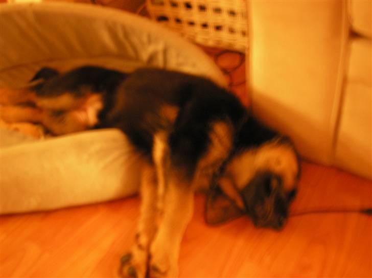 Schæferhund Zika - Nu er jeg træt billede 4