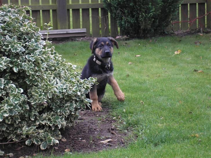 Schæferhund Zika - Kan du se mig mor!! billede 5