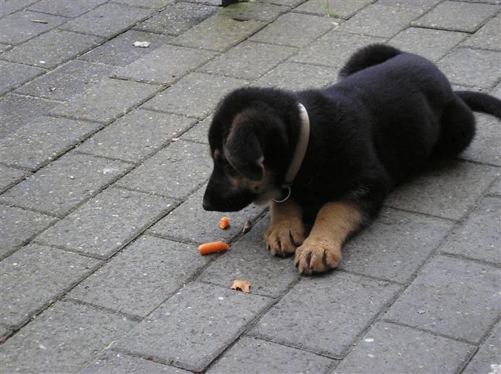 Schæferhund Zika - Det er godt med en gulerod billede 6
