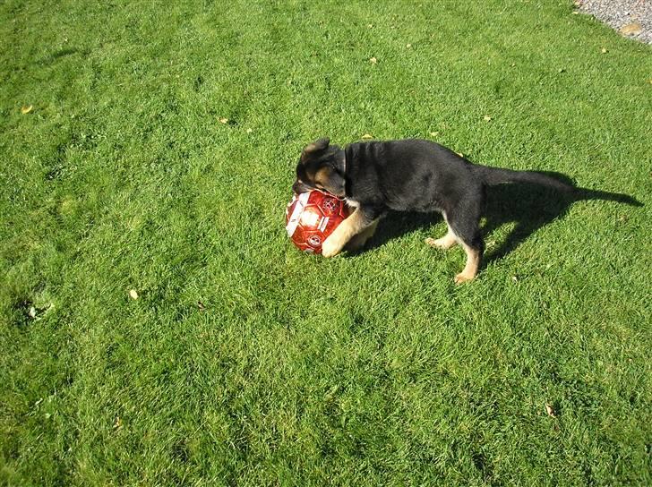 Schæferhund Zika - Åh den vil ikke som jeg vil billede 7