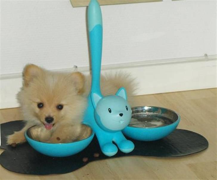 Pomeranian Monty R.I.P :( billede 1