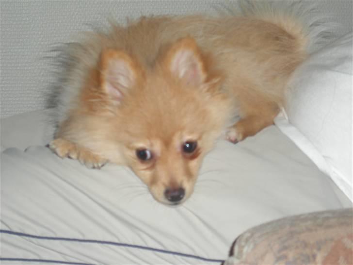 Pomeranian Lady - Hej.. her er jeg ca. 4 måneder gammel.. billede 1