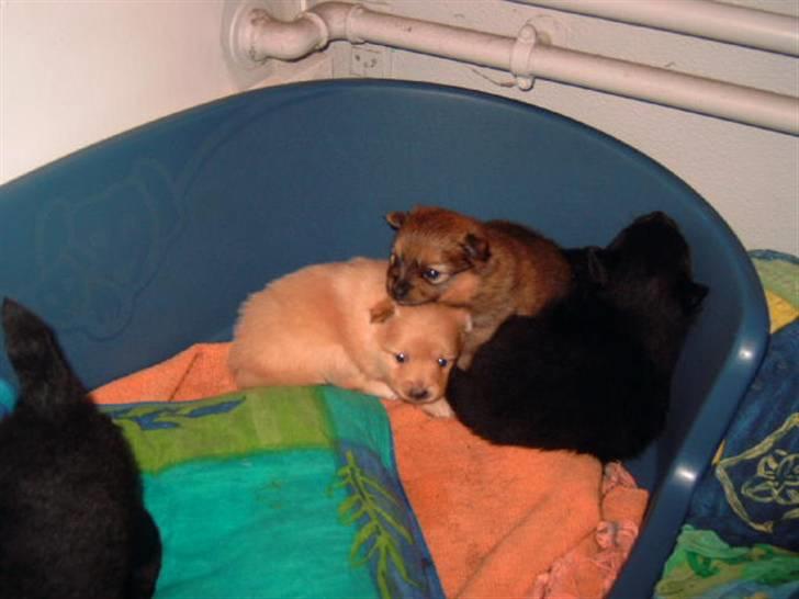 Pomeranian Lady - Her er vist søskende hygge. billede 2