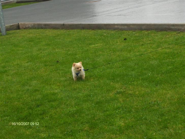 Pomeranian Monty R.I.P :( - Min første gå tur - Og så er der vådt ;) billede 2