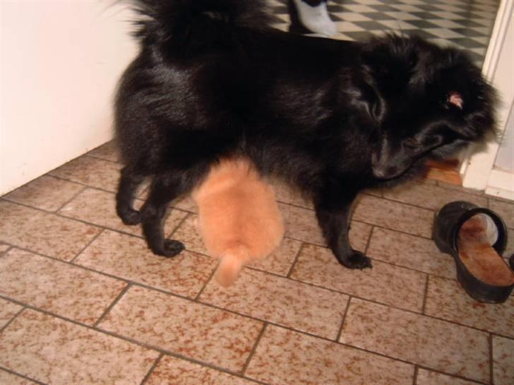 Pomeranian Lady - Sååå moar , nu skal jeg ha mælk ved dig. billede 3