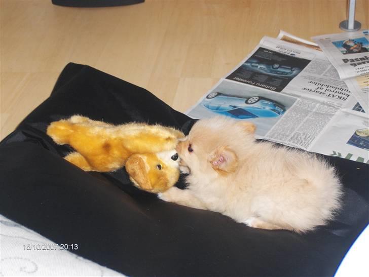 Pomeranian Monty R.I.P :( - Trækkeleg? Passende størrelse billede 3