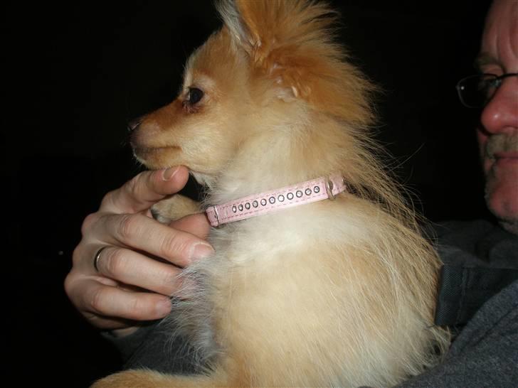 Pomeranian Lady - Smuk sak , ikk?? billede 4