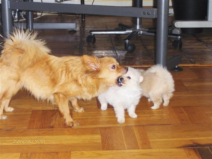 Pomeranian Monty R.I.P :( - Min mor og jeg leger.. Lidt voldsomt ser det dog ud ;) billede 4