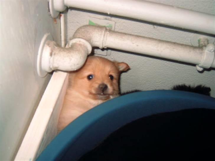 Pomeranian Lady - Øv , troede lige jeg havde gemt mig... billede 5