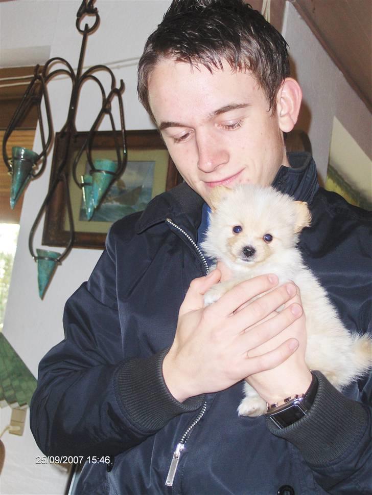 Pomeranian Monty R.I.P :( billede 5