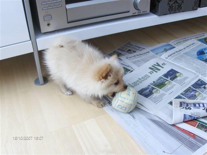 Pomeranian Monty R.I.P :( billede 6