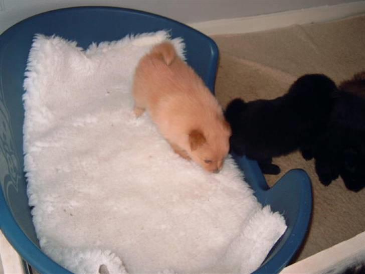 Pomeranian Lady - Skal altså lige snuse når der kommer rent på sengen.... billede 6