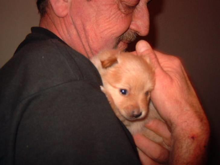 Pomeranian Lady - Her er Lady hos "far" ...3 uger gammel. billede 7