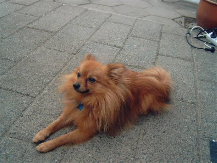 Pomeranian Lady - Det her er Filur , min far!  billede 8