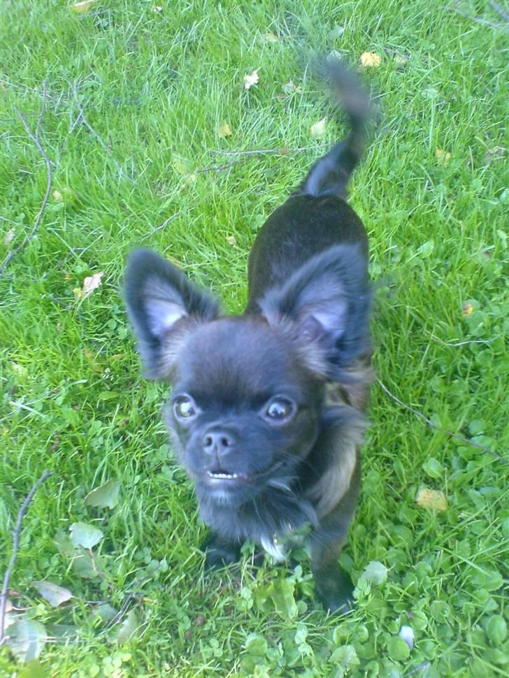 Blanding af racer Marlin billede 2