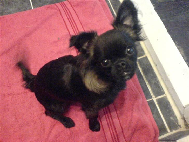 Blanding af racer Marlin billede 3