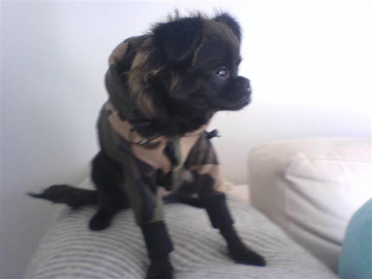 Blanding af racer Marlin - jeg kan godt li at have min seje trøje på, men får det kun når det er fordi jeg ikke må fryse. billede 4