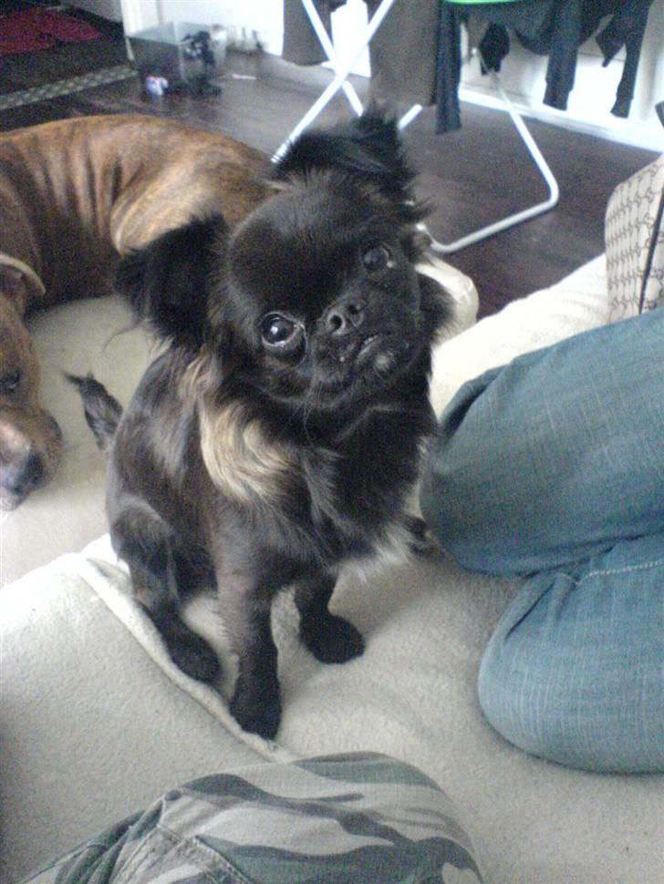 Blanding af racer Marlin billede 5