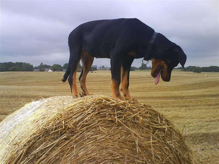 Blanding af racer Kira billede 6