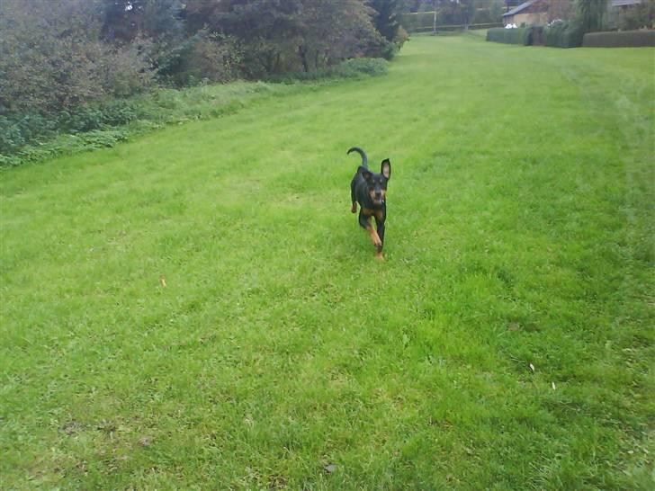 Blanding af racer Kira billede 7