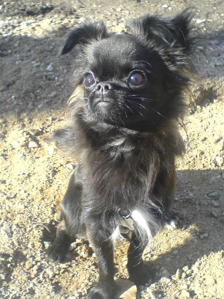 Blanding af racer Marlin billede 6