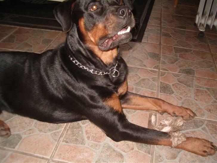 Rottweiler Rox *Solgt*  billede 1