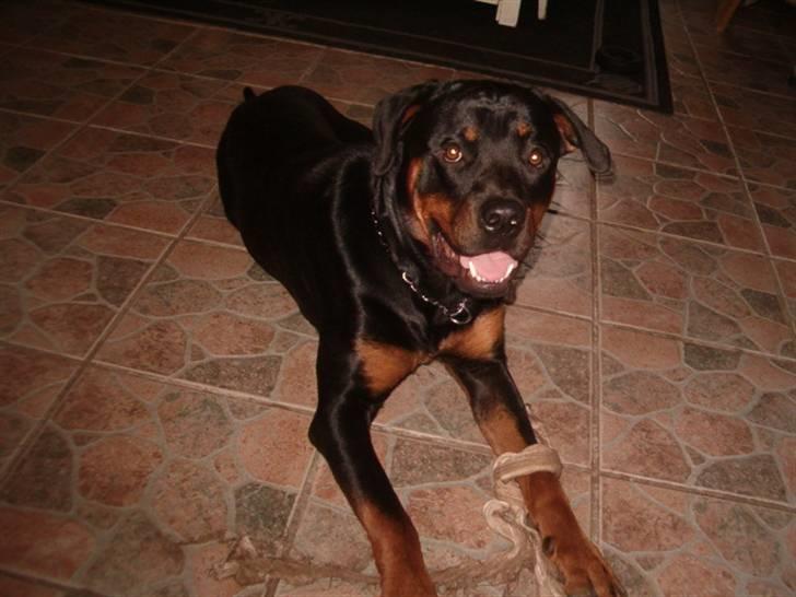 Rottweiler Rox *Solgt*  billede 2
