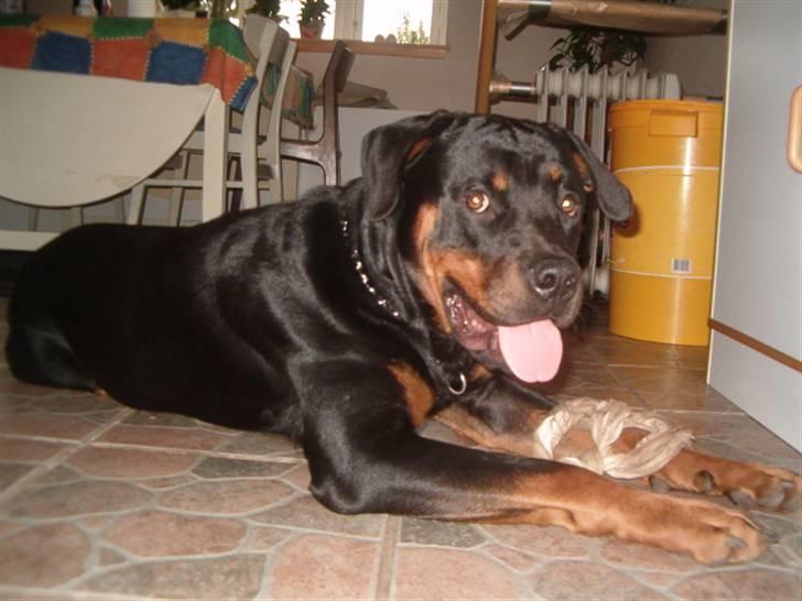 Rottweiler Rox *Solgt*  billede 3