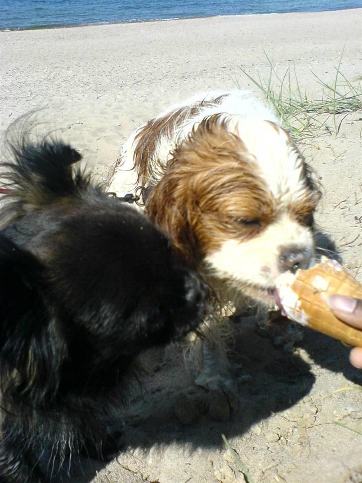 Blanding af racer Marlin - efter en lille svømme tur gør det godt med en is... billede 7