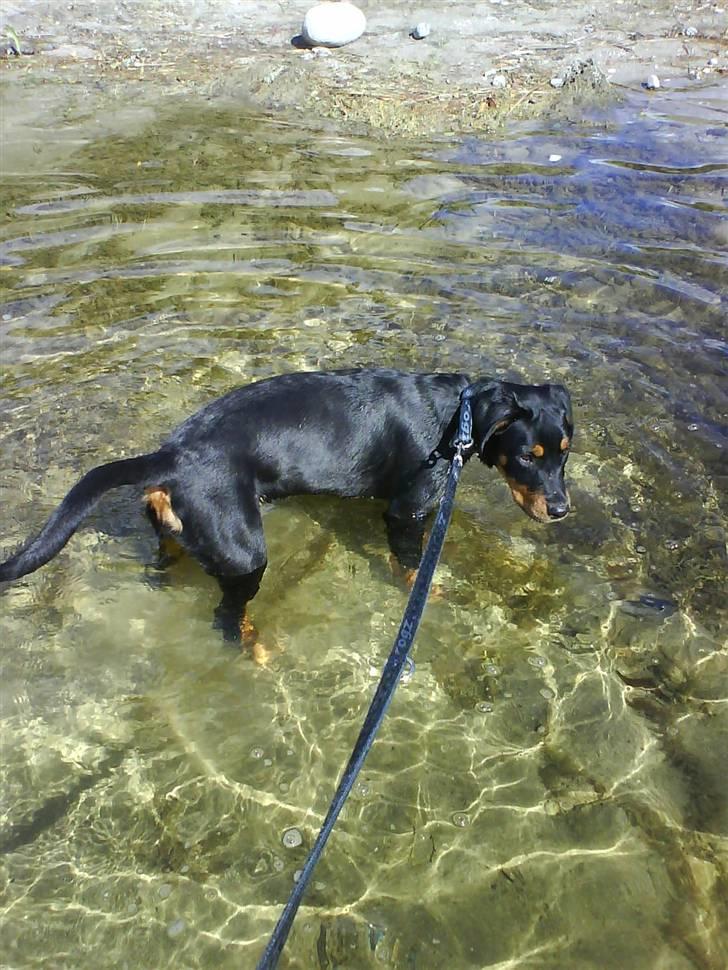 Blanding af racer Kira billede 8