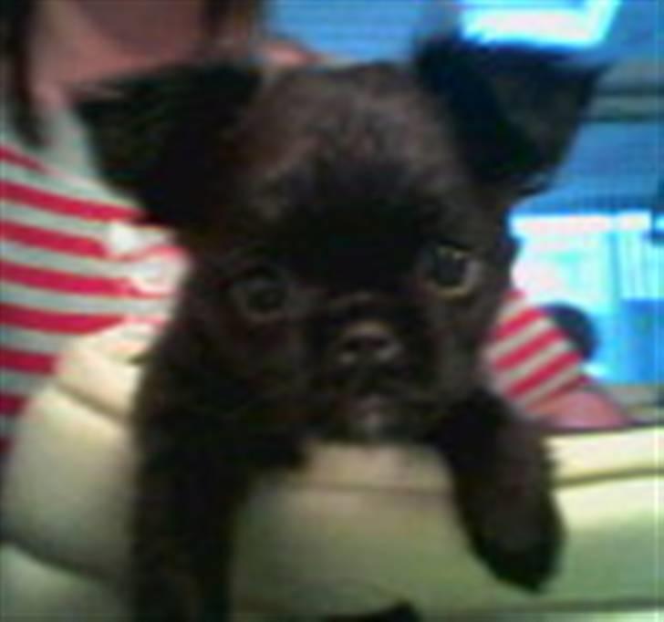 Blanding af racer Marlin - hvalpe billed billede 8