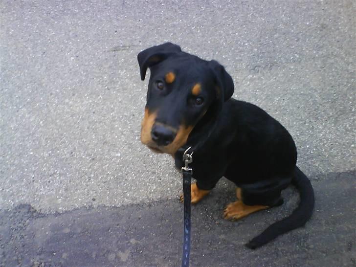 Blanding af racer Kira billede 9