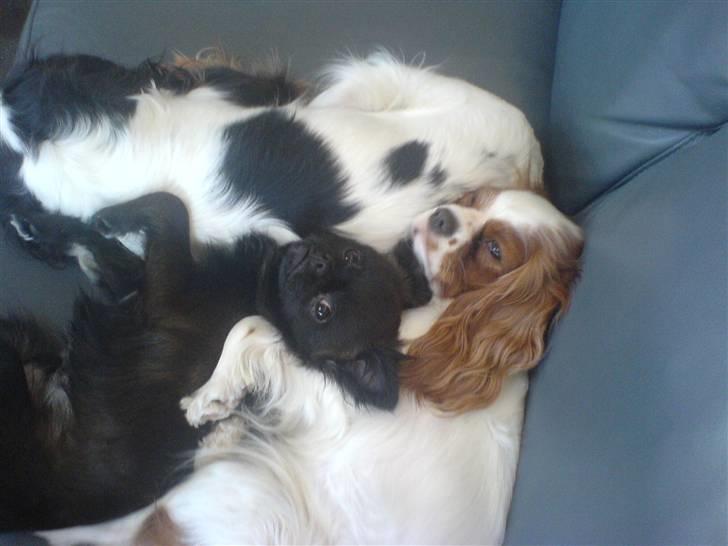 Blanding af racer Marlin - sådan her elsker jeg at ligge og putte... (mollie den "sorte", trille den "røde") billede 9