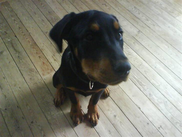 Blanding af racer Kira billede 10