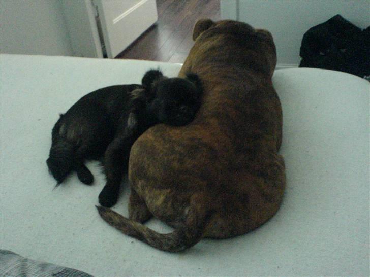 Blanding af racer Marlin - det her er min (x) storebror, elsker ham meget højt...!!! billede 10