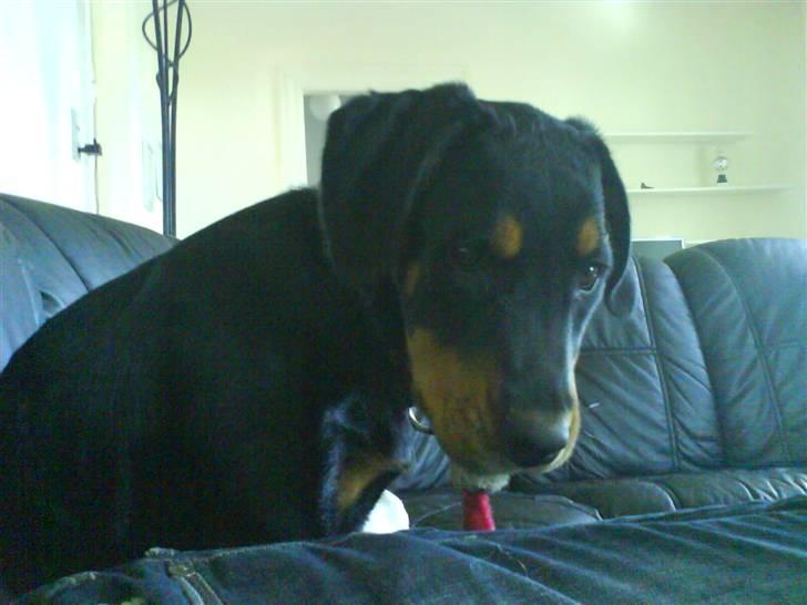 Blanding af racer Kira billede 11