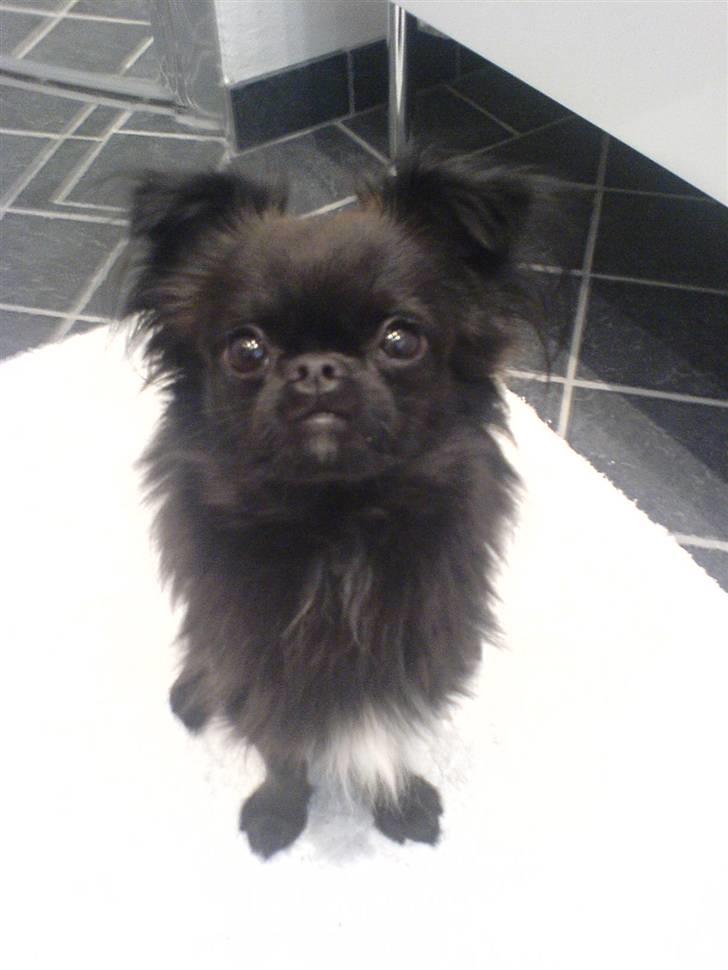 Blanding af racer Marlin billede 13