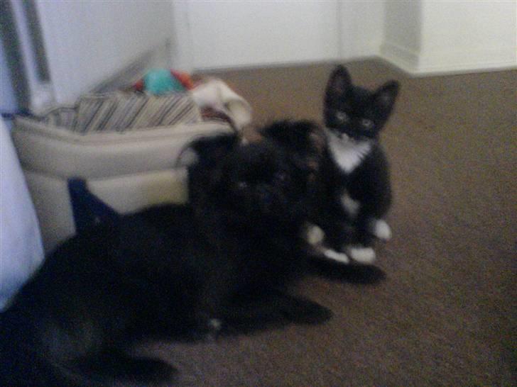 Blanding af racer Marlin - min misse ven var på besøg...vi hygger os rigtig godt sammen... billede 14