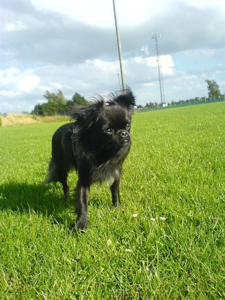 Blanding af racer Marlin - mmm vind i pelsen... billede 15