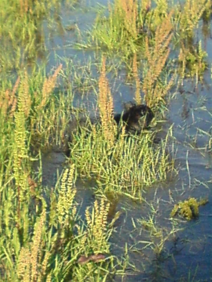 Blanding af racer Marlin - jeg kan rigtig godt li at svømme... billede 16