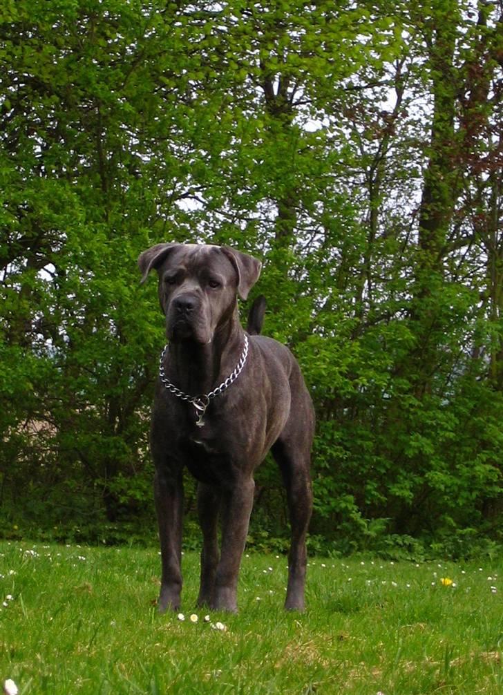 Cane corso  - DIABLO - R.I.P - Nyt af mig her......... billede 1