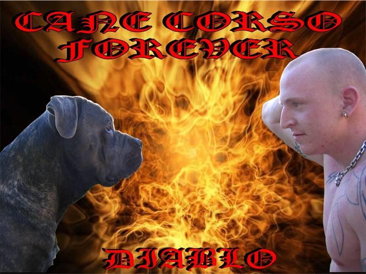 Cane corso  - DIABLO - R.I.P - From hell.............. billede 2