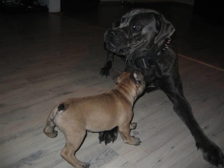 Cane corso  - DIABLO - R.I.P - Leger med min lillebror DEGA billede 3