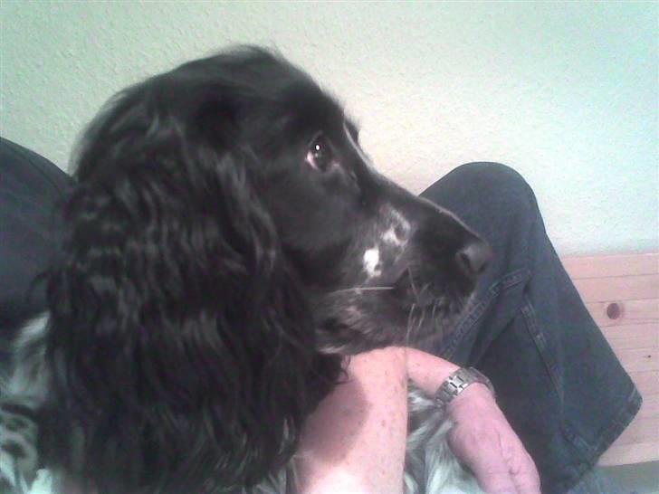 Cocker spaniel Yasmin *SOLGT* - ser lige fjernsyn ;o) billede 14