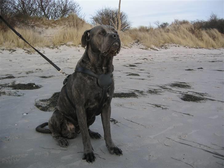 Cane corso  - DIABLO - R.I.P - Nyder udsigten på stranden med min familie... billede 4