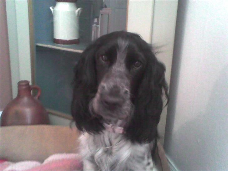 Cocker spaniel Yasmin *SOLGT* - er jeg ikke sød? billede 15