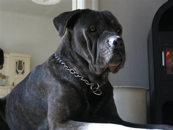 Cane corso  - DIABLO - R.I.P - Fantastisk brændeovn... billede 5